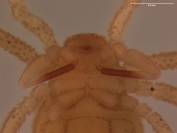 Media type: image; Invertebrate Zoology 151338   Description: preserved specimen;